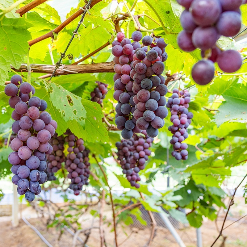 Latest company case about Grape greenhouse cultivation