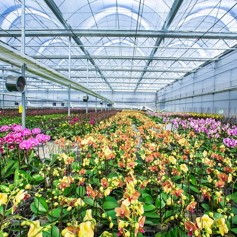 Latest company case about Flower greenhouse cultivation