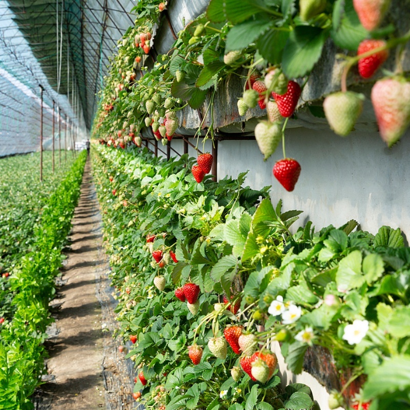 Latest company case about Strawberry greenhouse cultivation